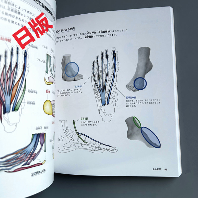 Basics of Human Drawing: From  - Japanese Manga Drawing Tutorial Book review and price