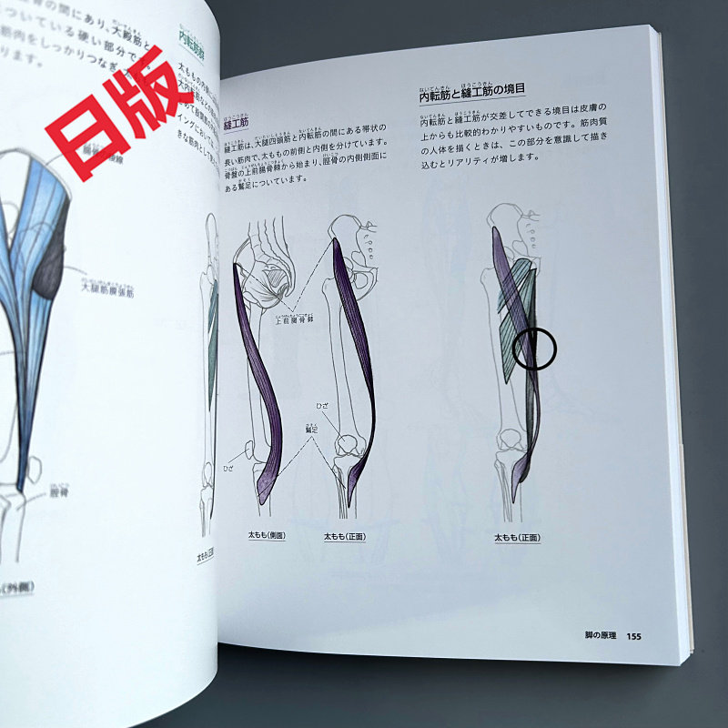 Basics of Human Drawing: From  - Japanese Manga Drawing Tutorial Book review and price